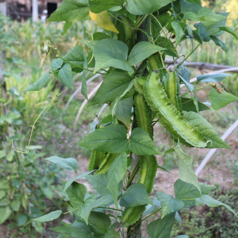 四棱豆种子四角豆龙豆结果强春秋种植早熟芽率高