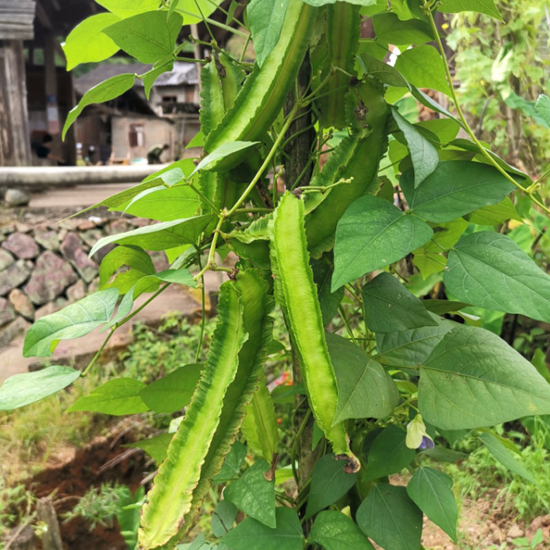 四棱豆种子四角豆龙豆结果强春秋种植早熟芽率高