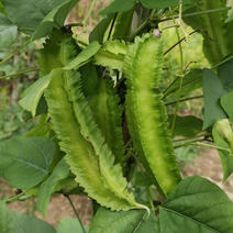 四棱豆种子四角豆龙豆结果强春秋种植早熟芽率高