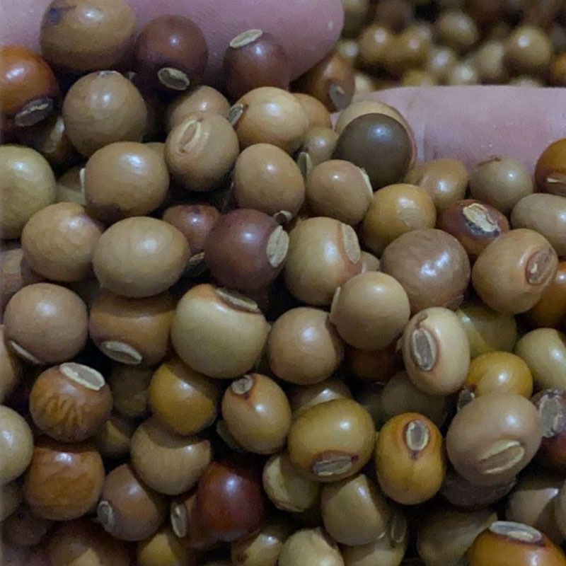 四棱豆种子四角豆龙豆结果强春秋种植早熟芽率高