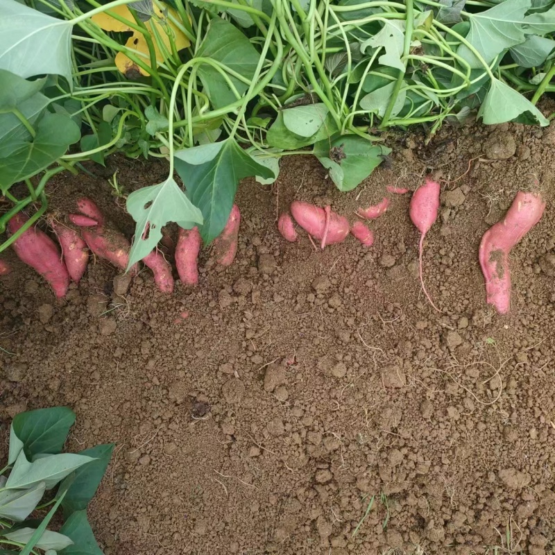 精品西瓜红红薯大量供应产地直发一手货源量大从优