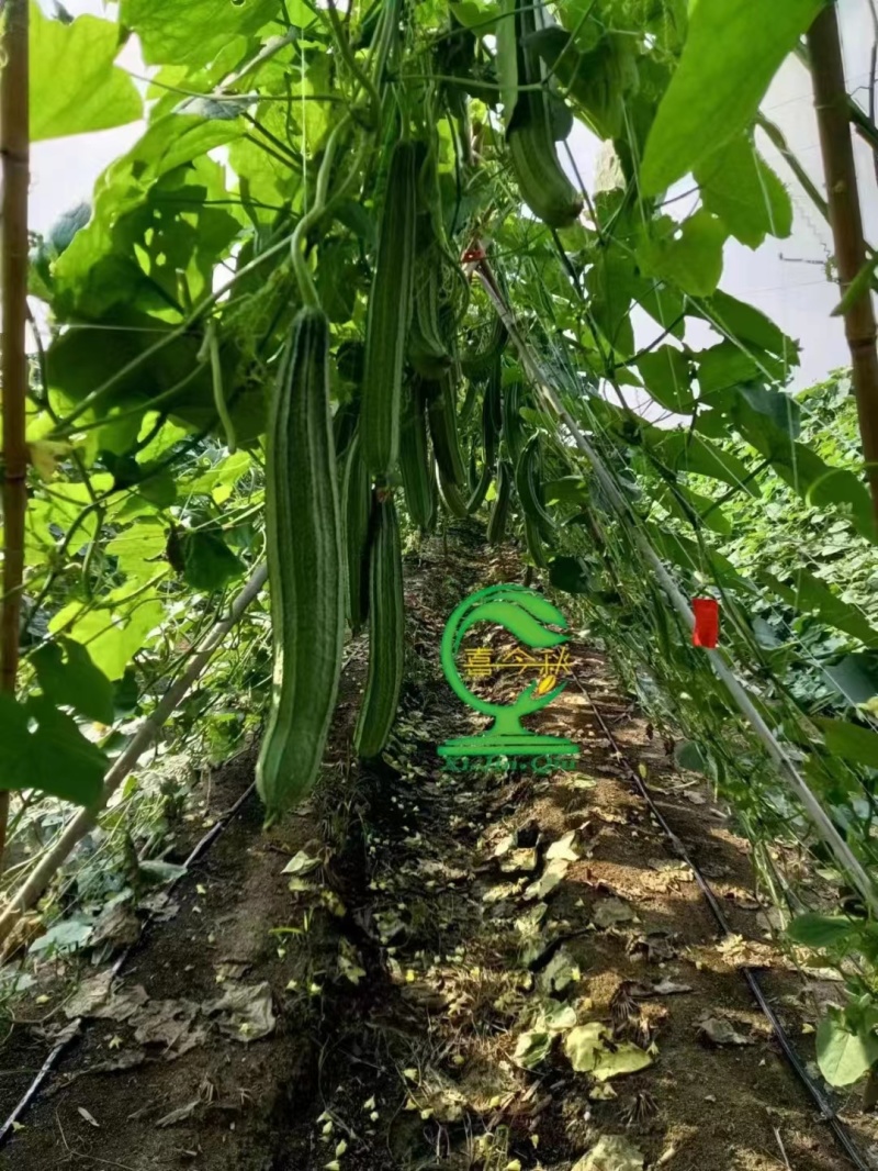 夏花一代杂交耐热型花点肉丝瓜种子