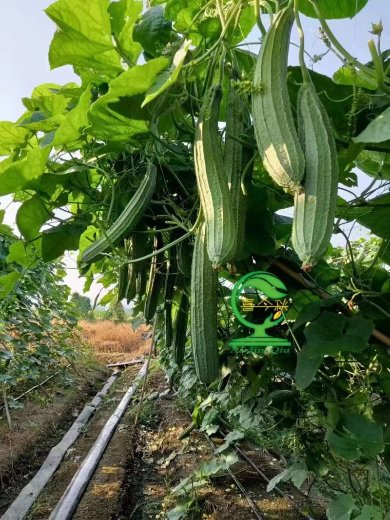 夏花一代杂交耐热型花点肉丝瓜种子