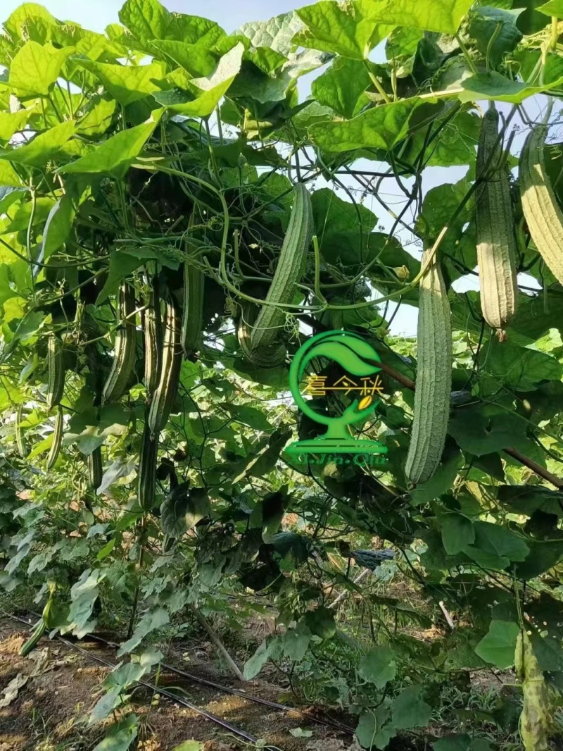夏花一代杂交耐热型花点肉丝瓜种子