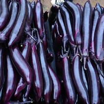 精品寿光茄子紫裤长茄紫裤茄子大吨位供应市场商超量大从优