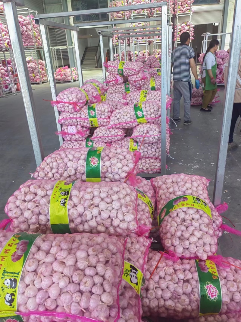 大蒜杂交蒜量大质优价格优惠一手货源欢迎咨询采购