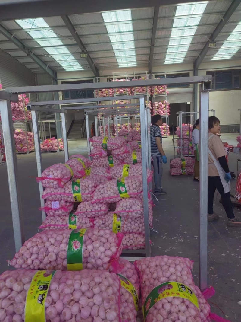 大蒜杂交蒜量大质优价格优惠一手货源欢迎咨询采购
