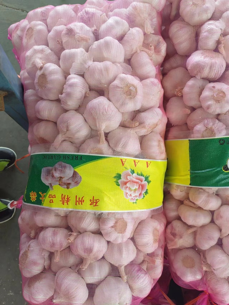大蒜杂交蒜量大质优价格优惠一手货源欢迎咨询采购