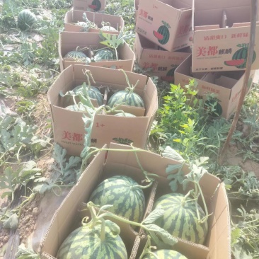 精品美都麒麟西瓜，全国发货，品质保证，皮薄脆甜，欢迎选购
