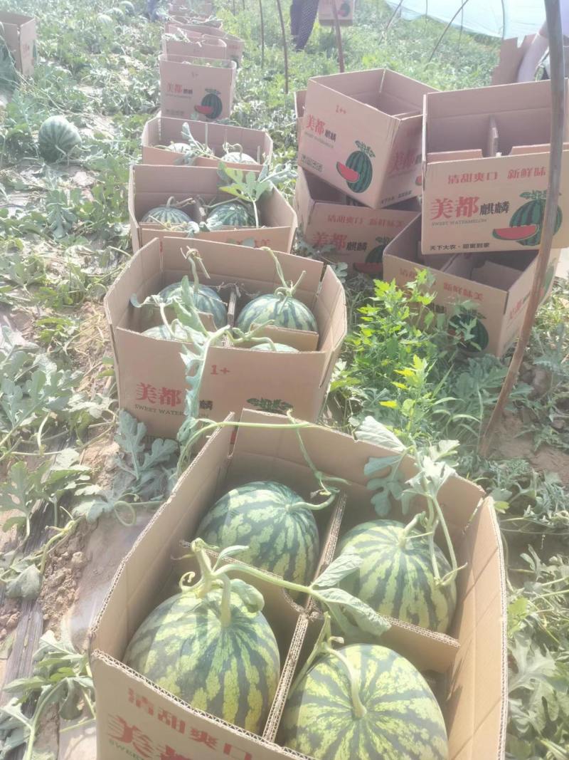 精品美都麒麟西瓜，全国发货，品质保证，皮薄脆甜，欢迎选购