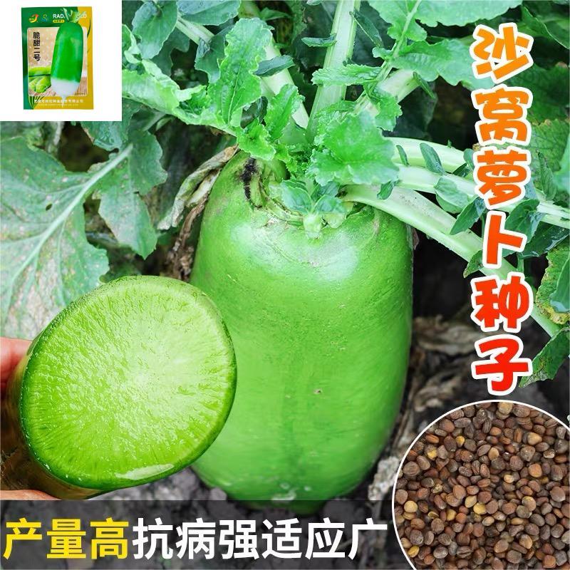 水果萝卜种子脆甜二号青萝卜种子杂交一代基地优选高产不易糖