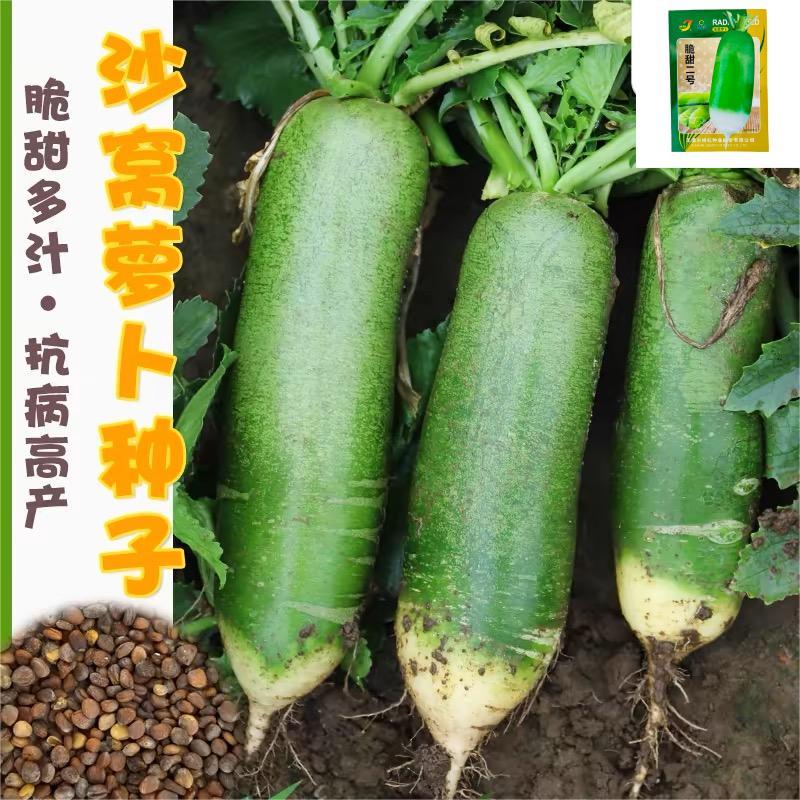 水果萝卜种子脆甜二号青萝卜种子杂交一代基地优选高产不易糖