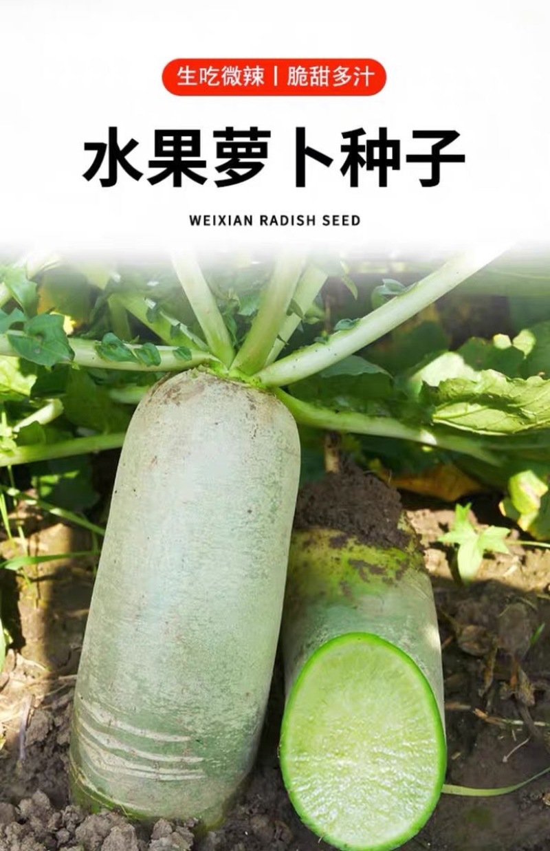 水果萝卜种子脆甜二号青萝卜种子杂交一代基地优选高产不易糖