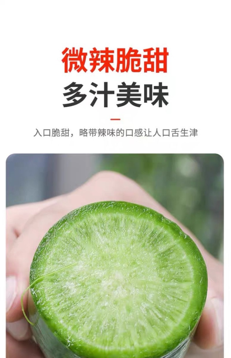 水果萝卜种子脆甜二号青萝卜种子杂交一代基地优选高产不易糖