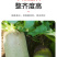 水果萝卜种子脆甜二号青萝卜种子杂交一代基地优选高产不易糖