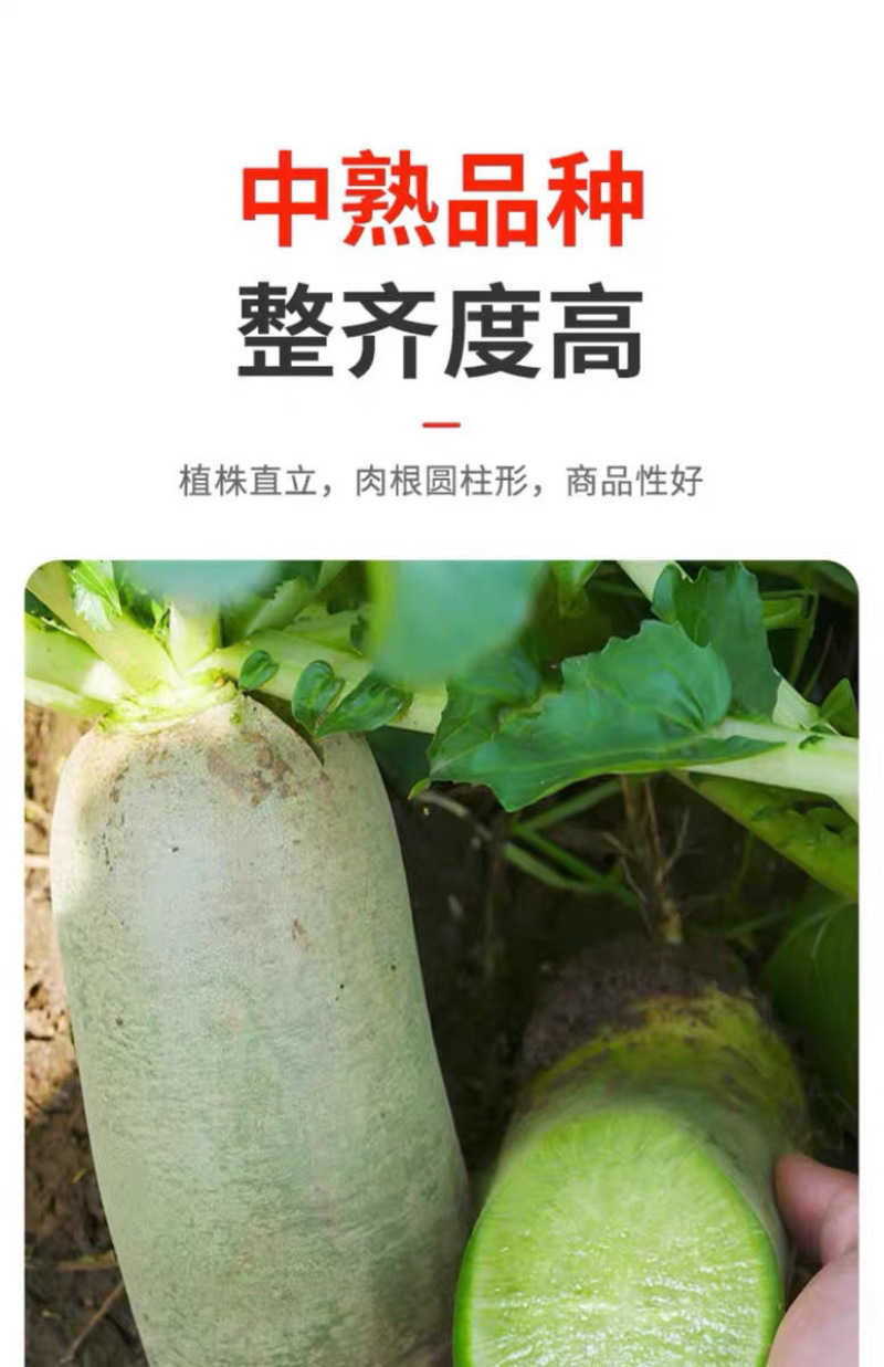 水果萝卜种子脆甜二号青萝卜种子杂交一代基地优选高产不易糖