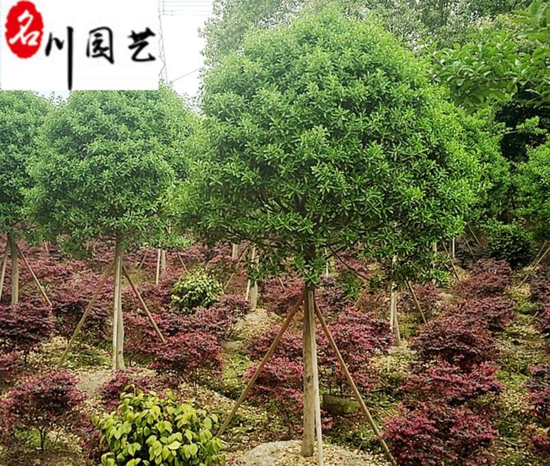 高杆大叶黄杨树6-8公分成都苗木基地直销量大优惠