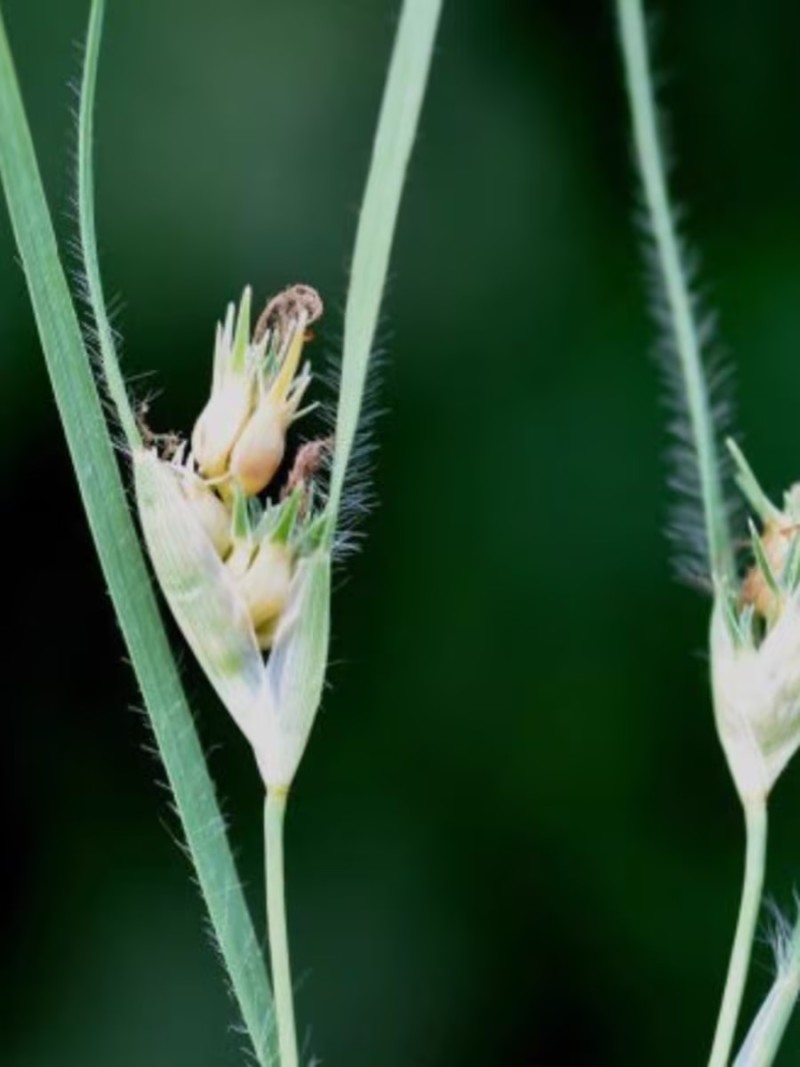 野牛草种子护坡固土草坪草种籽矮生四季长青耐旱耐寒可做牧草