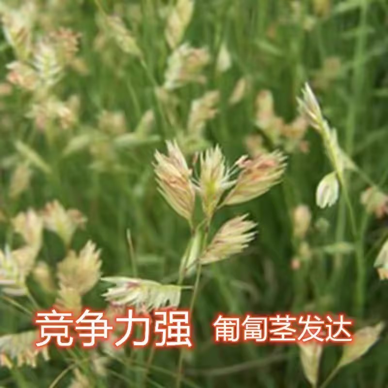 野牛草种子护坡固土草坪草种籽矮生四季长青耐旱耐寒可做牧草