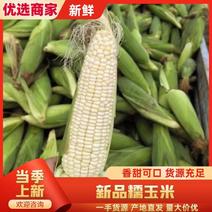 【优选】河北邯郸黏玉米大量上市，供应商超，日供十万斤以上
