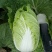 精品大白菜白菜可对接商超量大从优诚信经营