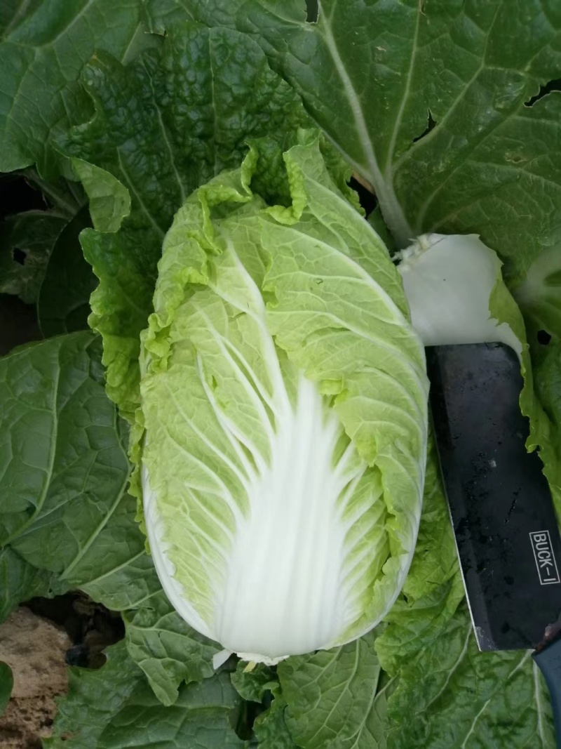 精品大白菜白菜可对接商超量大从优诚信经营
