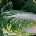 精品大白菜白菜可对接商超量大从优诚信经营