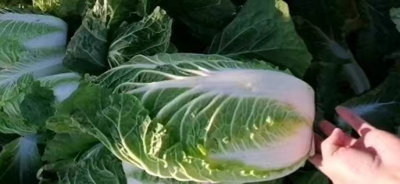 精品大白菜白菜可对接商超量大从优诚信经营