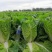 精品大白菜白菜可对接商超量大从优诚信经营