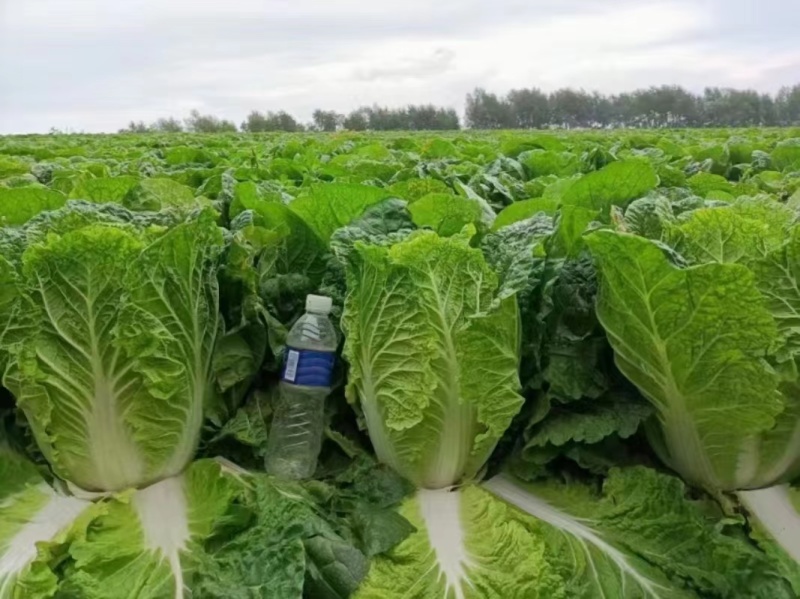精品大白菜白菜可对接商超量大从优诚信经营