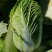 精品大白菜白菜可对接商超量大从优诚信经营