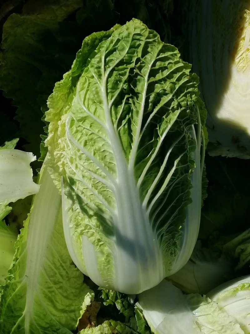 精品大白菜白菜可对接商超量大从优诚信经营