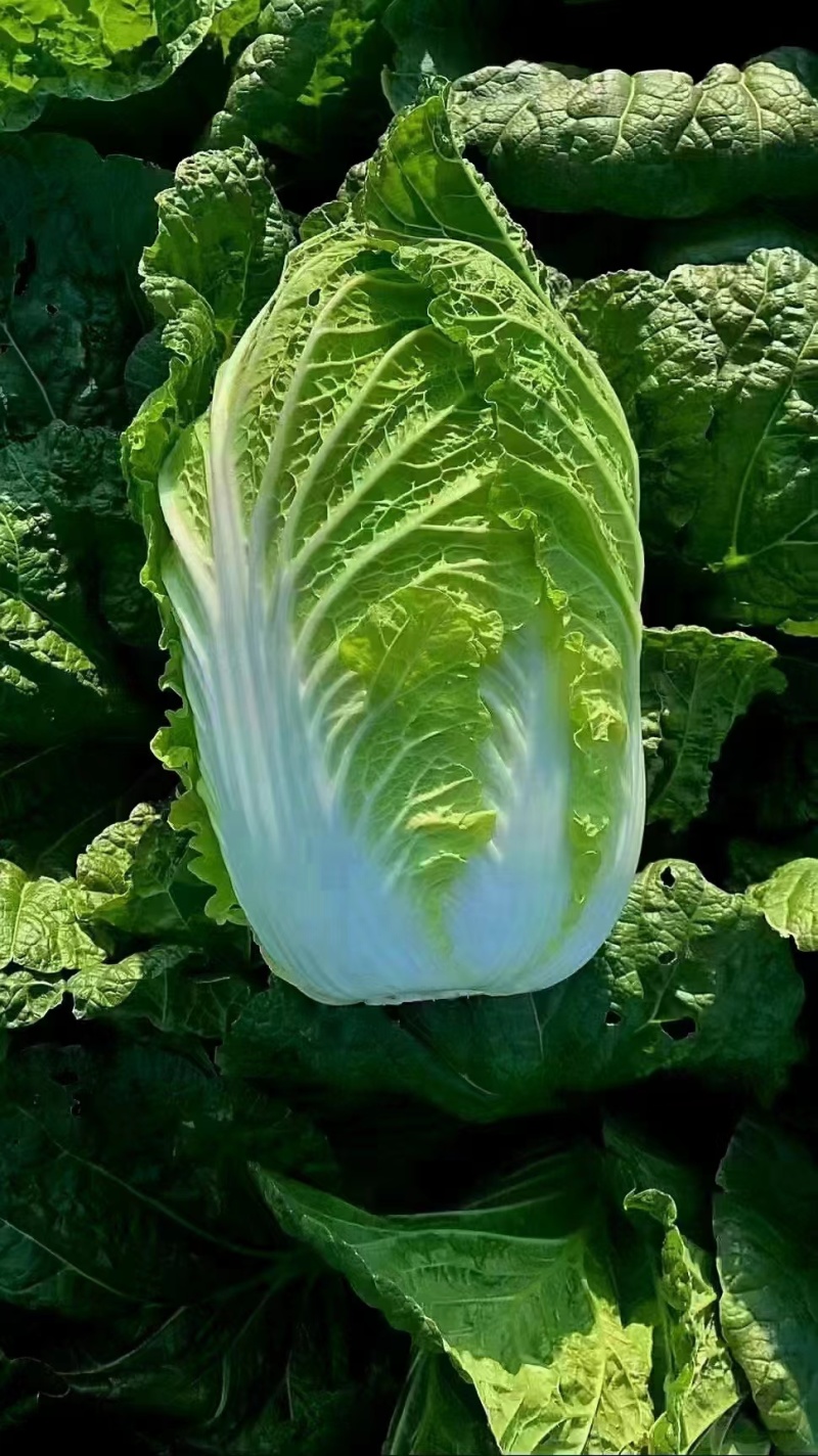 精品大白菜白菜可对接商超量大从优诚信经营