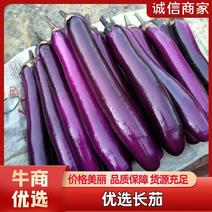 长茄，精品紫长茄，颜色亮条形顺直，质量保证，全国