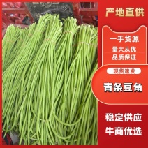 河南精品长豆角，青条豆角，无鼓豆条形顺长颜色绿，一手货源