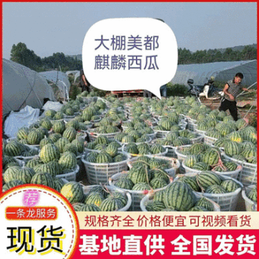 美都西瓜,自家基地种植,现摘现发,欢迎大家咨询选购