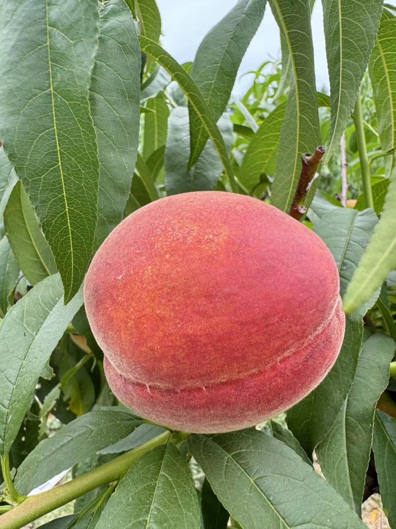 黄桃毛桃黄金蜜1号头茬大果现货供应对接电商一件代发