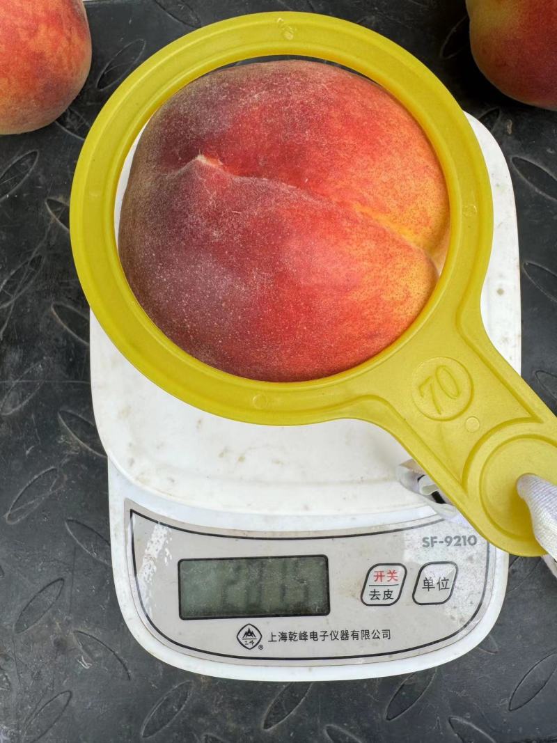 黄桃毛桃黄金蜜1号头茬大果现货供应对接电商一件代发