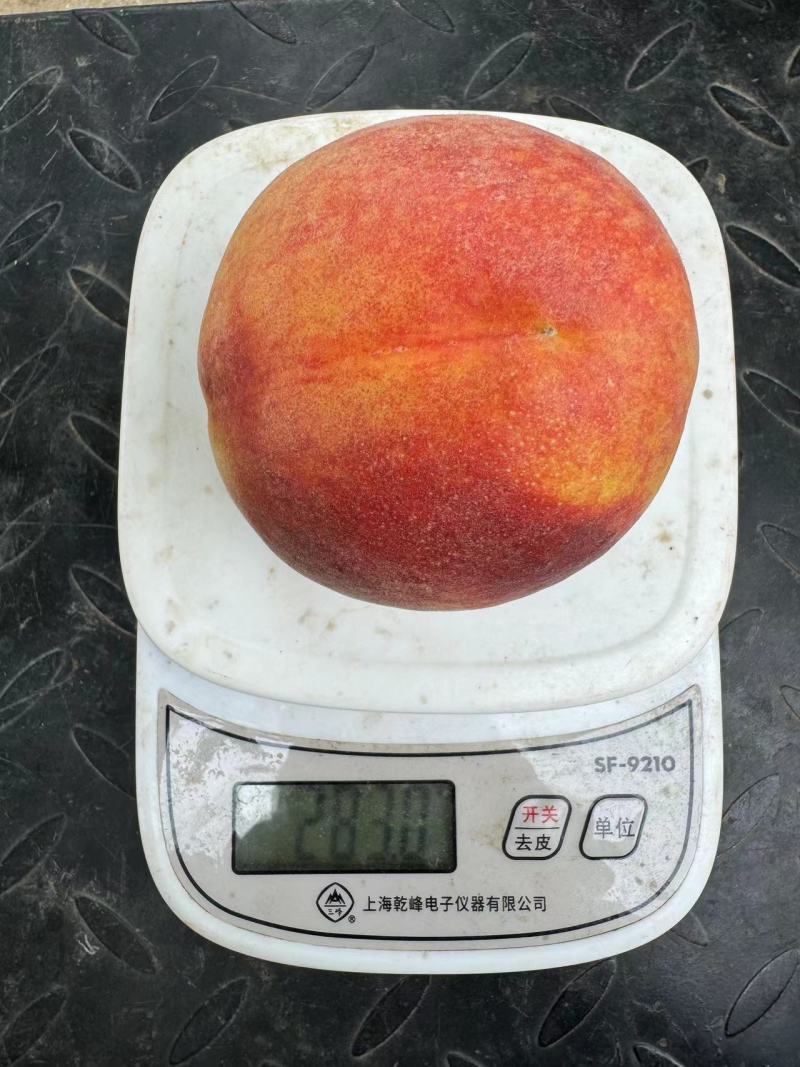 黄桃毛桃黄金蜜1号头茬大果现货供应对接电商一件代发