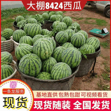 《8424冰糖瓜》现摘现发,农户自产自销,随到随装,量大从优