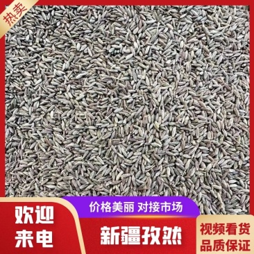 【孜然】新疆孜然对接全国采购商全年稳定供应