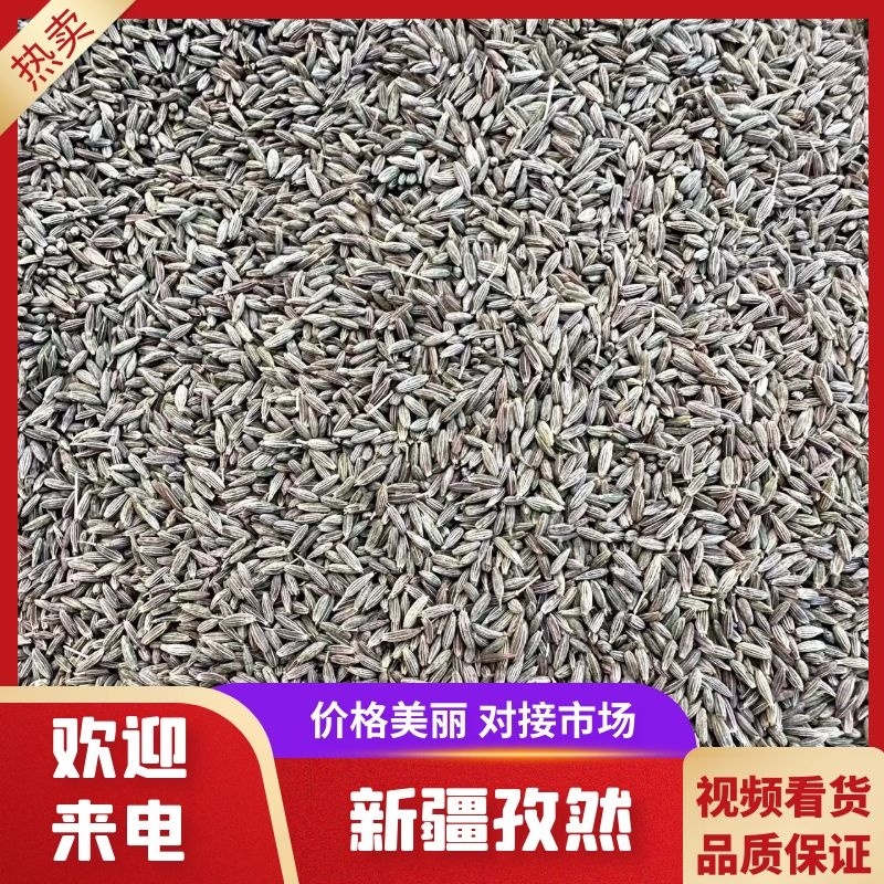 【孜然】新疆孜然对接全国采购商全年稳定供应