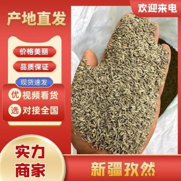 【新疆孜然】批发零售对接全国采购商货源保质保量