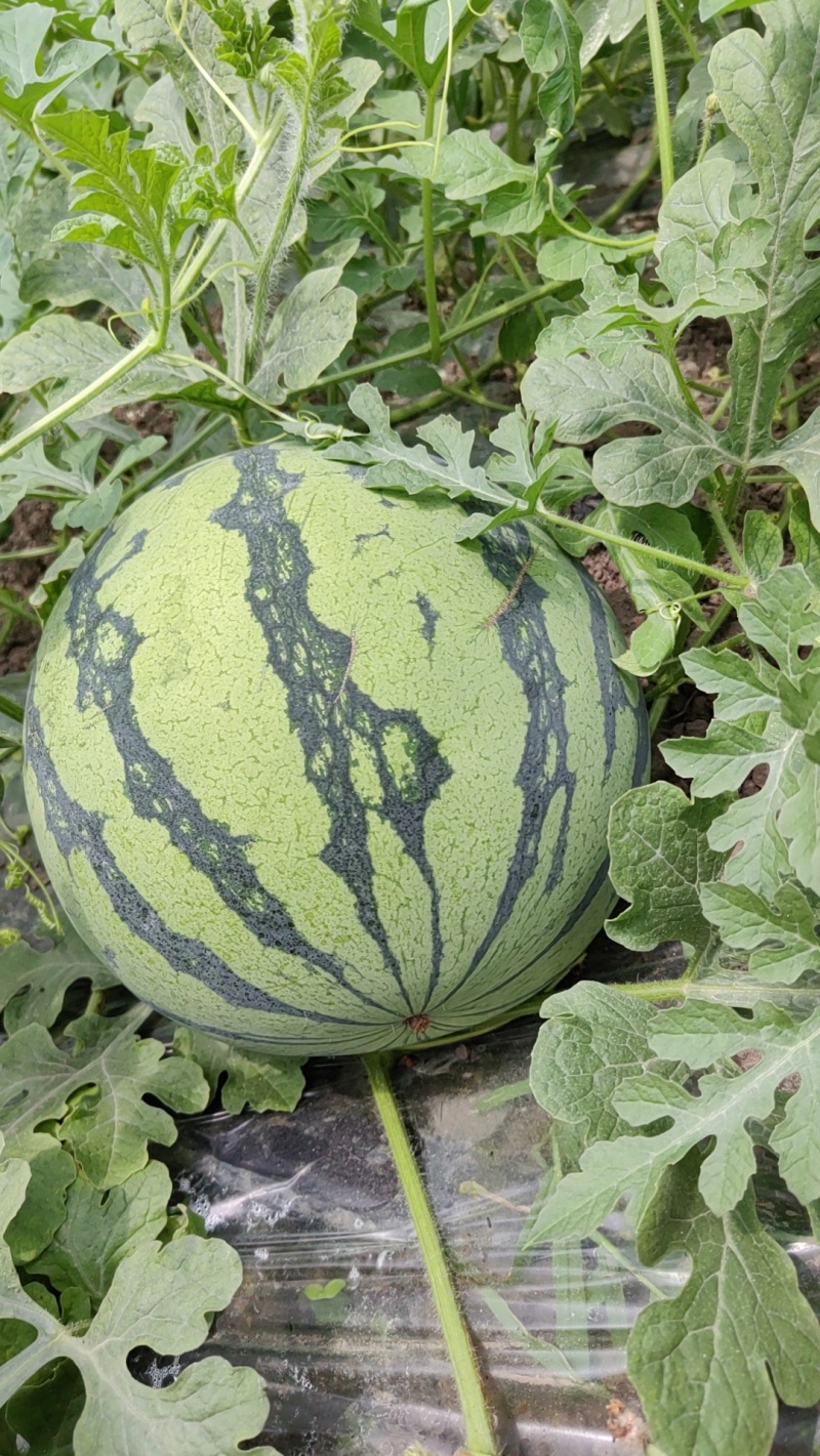 精品美都大棚美都西瓜有籽美都量大质优价格优惠