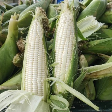 万糯2000玉米棒，糯玉米大量上市了颗粒饱满个头均匀！