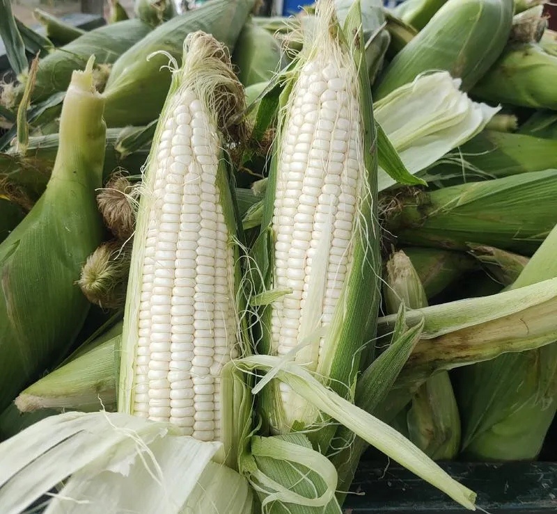 万糯2000玉米棒，糯玉米大量上市了颗粒饱满个头均匀！