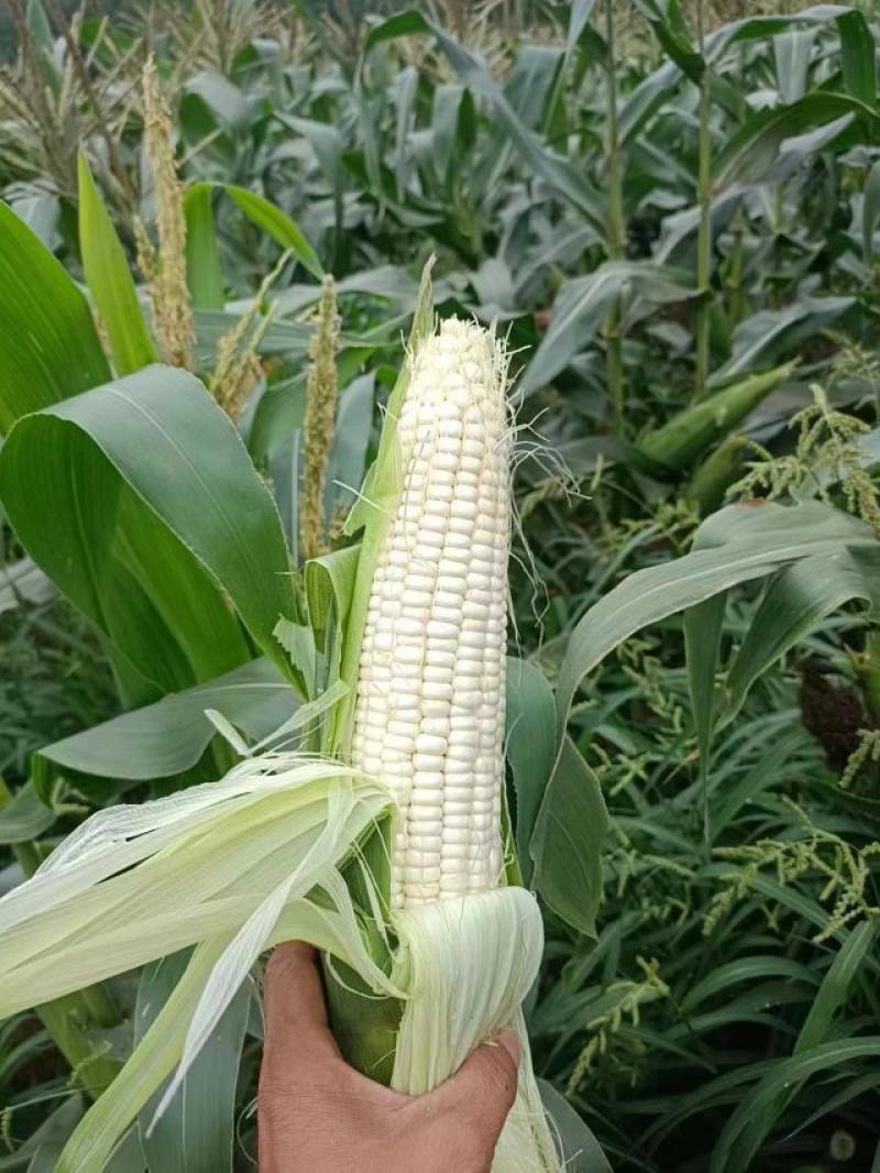 万糯2000玉米棒，糯玉米大量上市了颗粒饱满个头均匀！