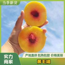 【牛商推荐】锦绣黄毛桃精品桃子可视频看货一件代发批发团购