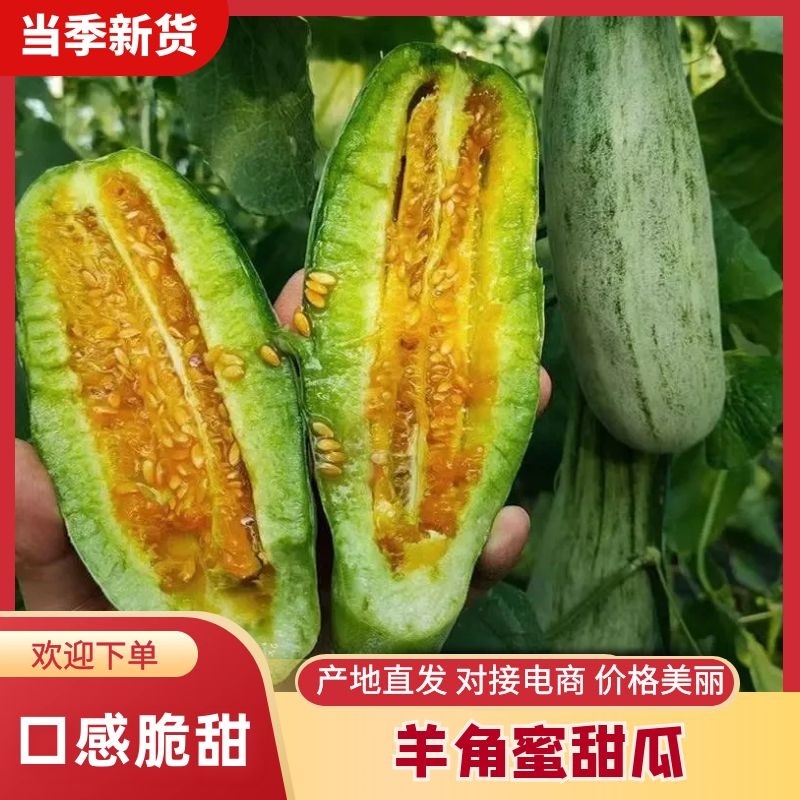 【精品羊角蜜】河北新乐基地直供质量保证一手货源欢迎订购