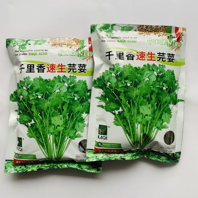 香菜种子（11）千里香速生芫荽，香菜种子，500g